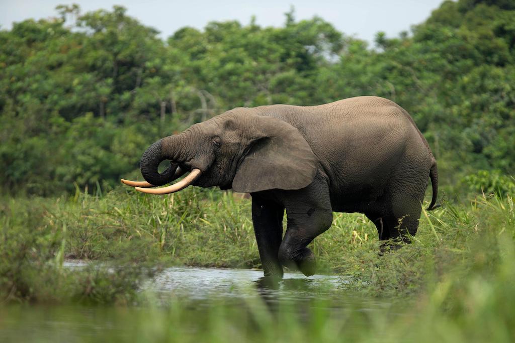 African forest elephant at Odzala-Kokoua National Park in the Republic of the Congo.