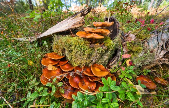 Rare orange jack o lantern mushroom (omphalotus olearius). Image ID: 2HM3AMB.