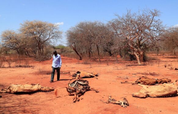 Pastoralist Ali Hacho Ali looks at the carcass of his dead cows in Mandera region, Kenya, on 1 September 2022.