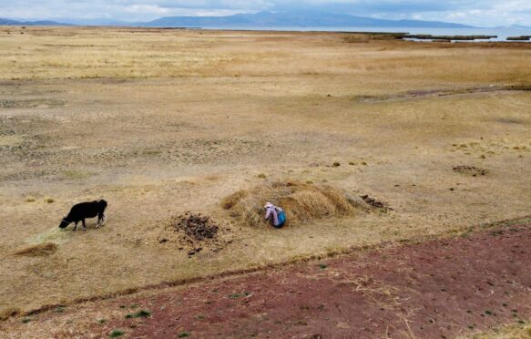 A woman gathers hay in Tihuanacu, Bolivia, during the 2022 drought.