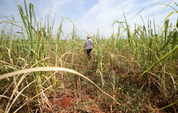 A villager is seen in a sugarcane field in Shiguoxia Village in Xuwen County, south China's Guangdong Province