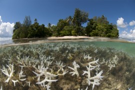 Shallow bleaching corals, split level with the island, Lissenung, New Ireland, Papua New Guinea,