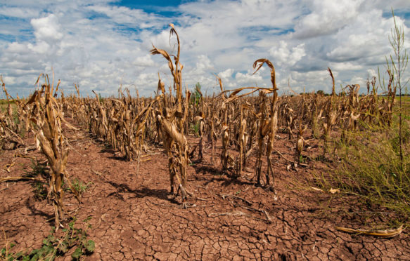 Drought devastated corn crops in Navasota, Texas. Credit: USDA Photo / Alamy Stock Photo.