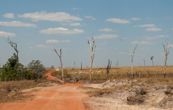 Dirt road through cattle pasture in an area recently cleared of forest, Brazil. Image ID: DYXMBY.