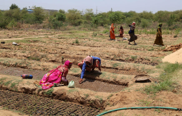 Female workers putting seeds in soil bags at a forest department nursery in Beawar