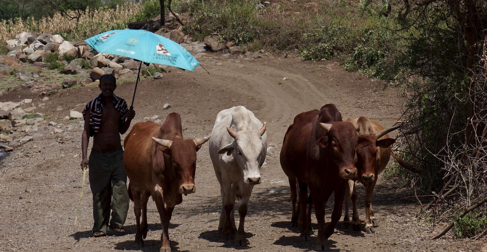 Farmer takes shade under umbrella whilst moving cattle.