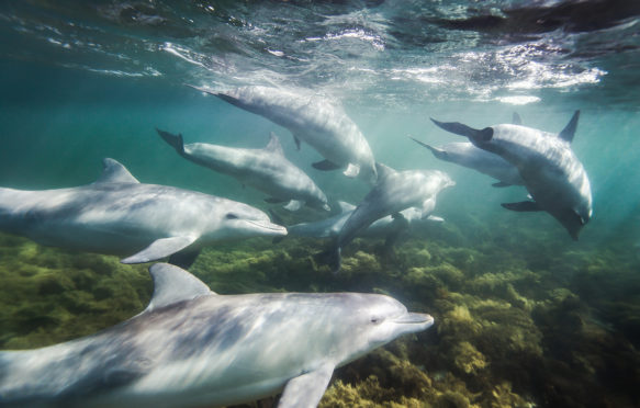 Bottlenose Dolphin (Tursiops Truncates). Credit: Brad Leue / Alamy Stock Photo.