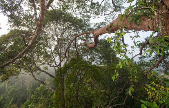 Forest canopy in the Maliau Basin, Malaysian Borneo.
