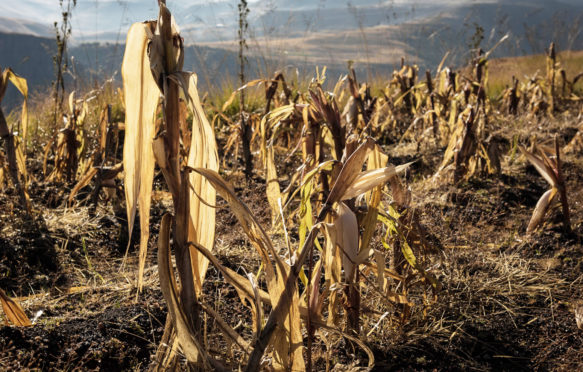 Maize-is-the-staple-diet-in-Lesotho,-which-suffers-from-regular-bouts-of-food-insecurity_