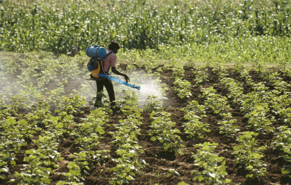 Man spraying fertiliser and pesticides in a ground nut field, India.