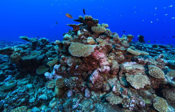 coral reef at the Palmerston Atoll