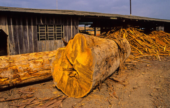 A mahogany tree illegally logged in the Brazilian state of Para for export to the EU.
