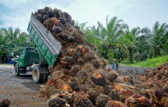 Plantation worker watches as a truck unloads freshly harvested oil palm fruit bunches at a collection point in Borneo