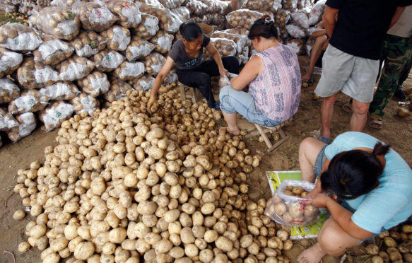 Women sort potatoes for packing at a market near Baoding, Hebei province, China. Credit: Reuters / Alamy Stock Photo.
