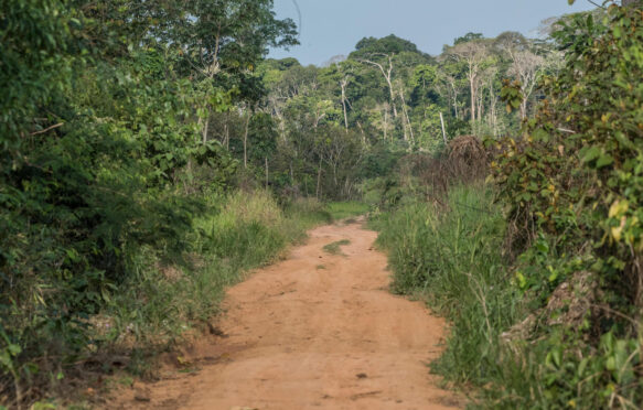 A road leading through secondary forest in Madre de Dios, Peru.