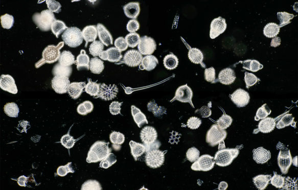 Radiolaria siliceous zooplankton. Credit: Scenics & Science / Alamy Stock Photo.