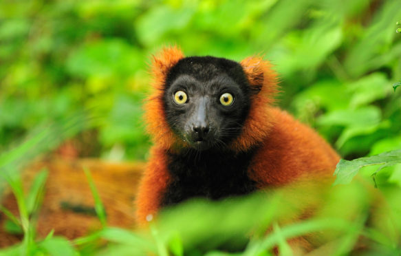 Red ruffed lemur in Masoala National Park, Madagascar