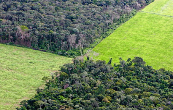 Soy plantation in Amazon rain forest, Brazil