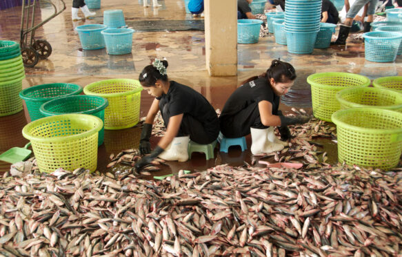 Women from Myanmar sort the fish in the port of Ranong before transporting them to Bangkok or Malaysia.