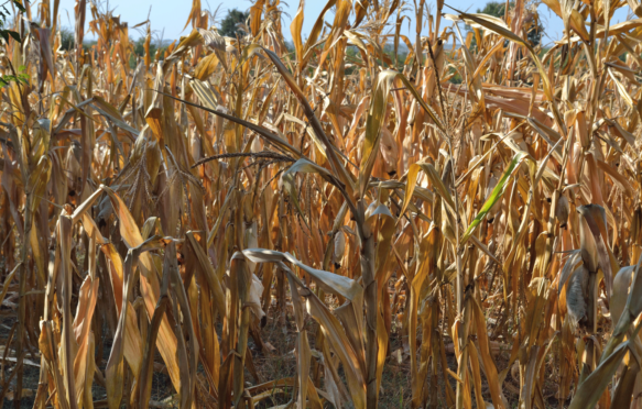 Dry maize plants and corn cobs in field in Serbia, Eastern Europe