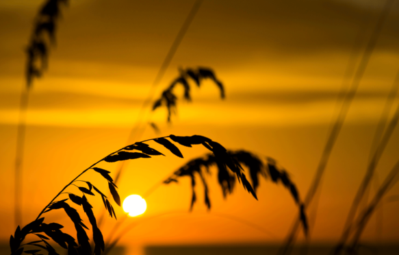 Sea oats and grass at the beach at sunset