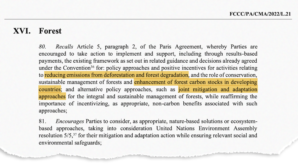 The cover text from COP27 was the first such text to dedicate an entire section to forests. 
